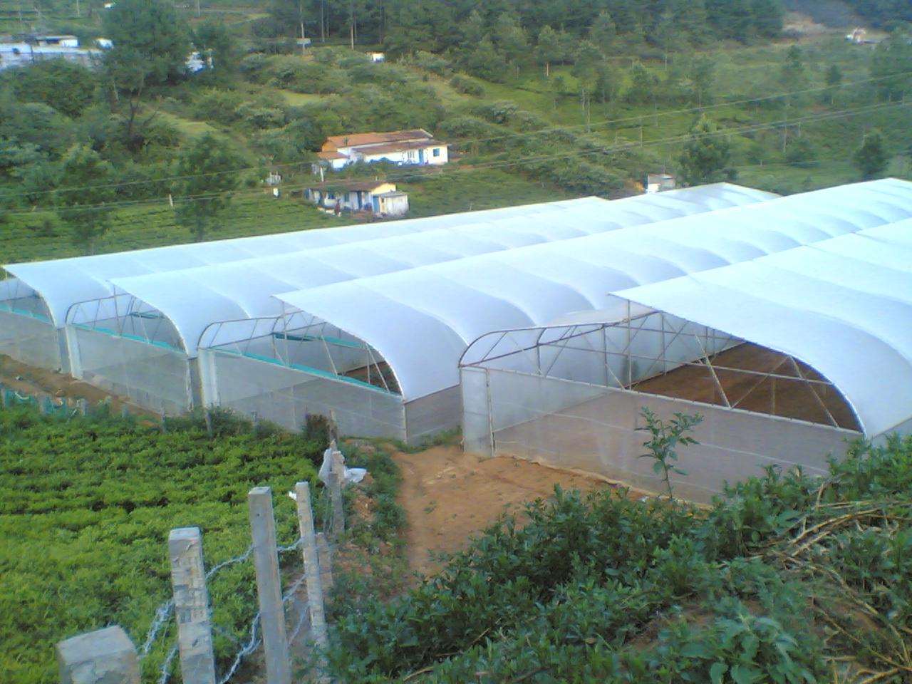 Greenhouse Project 73
